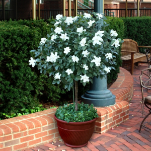 Gardenia Tree